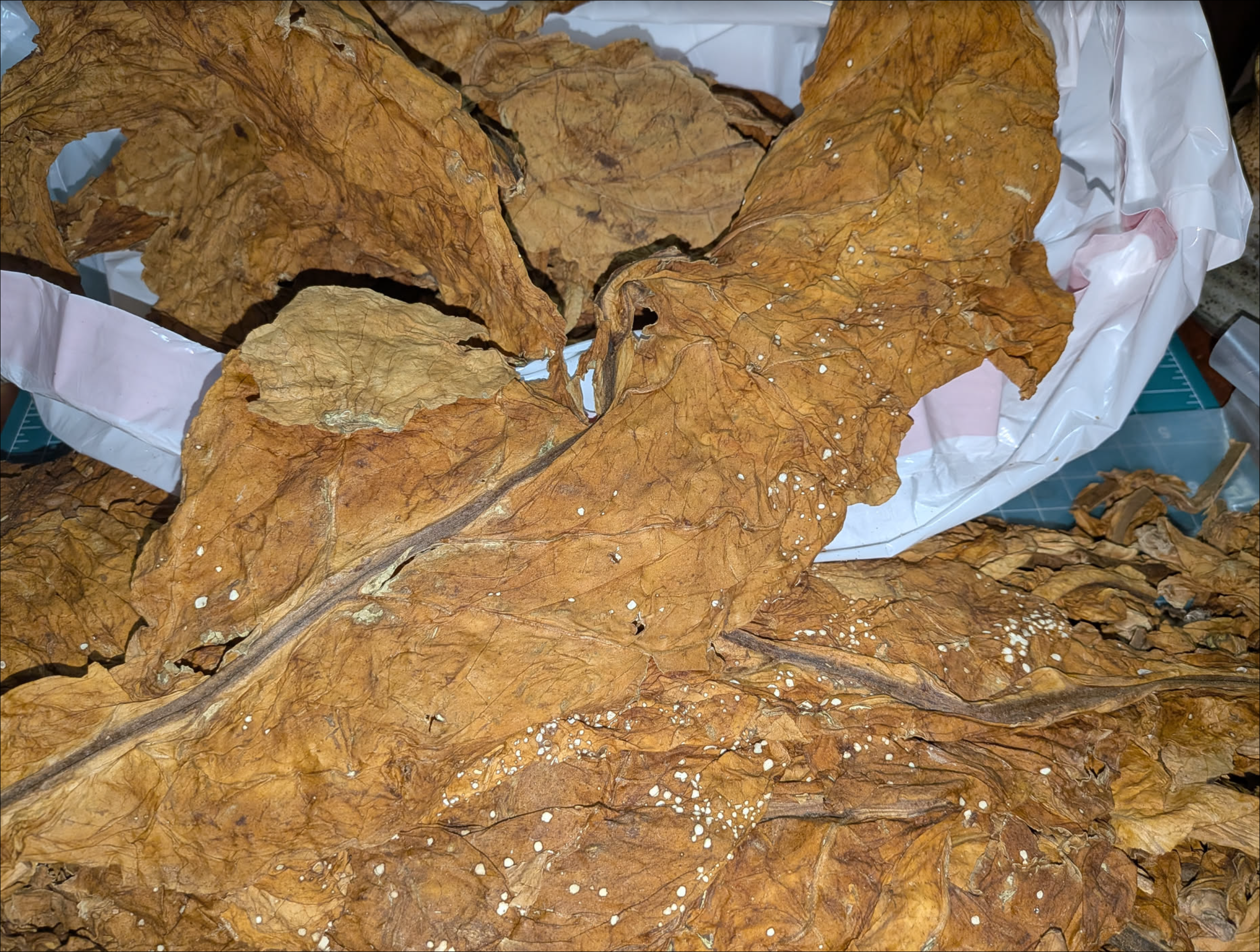 Red Virginia prior to destemming